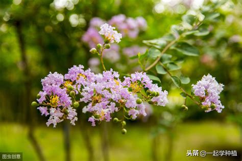 紫薇花种植|紫薇的种植方法和注意事项